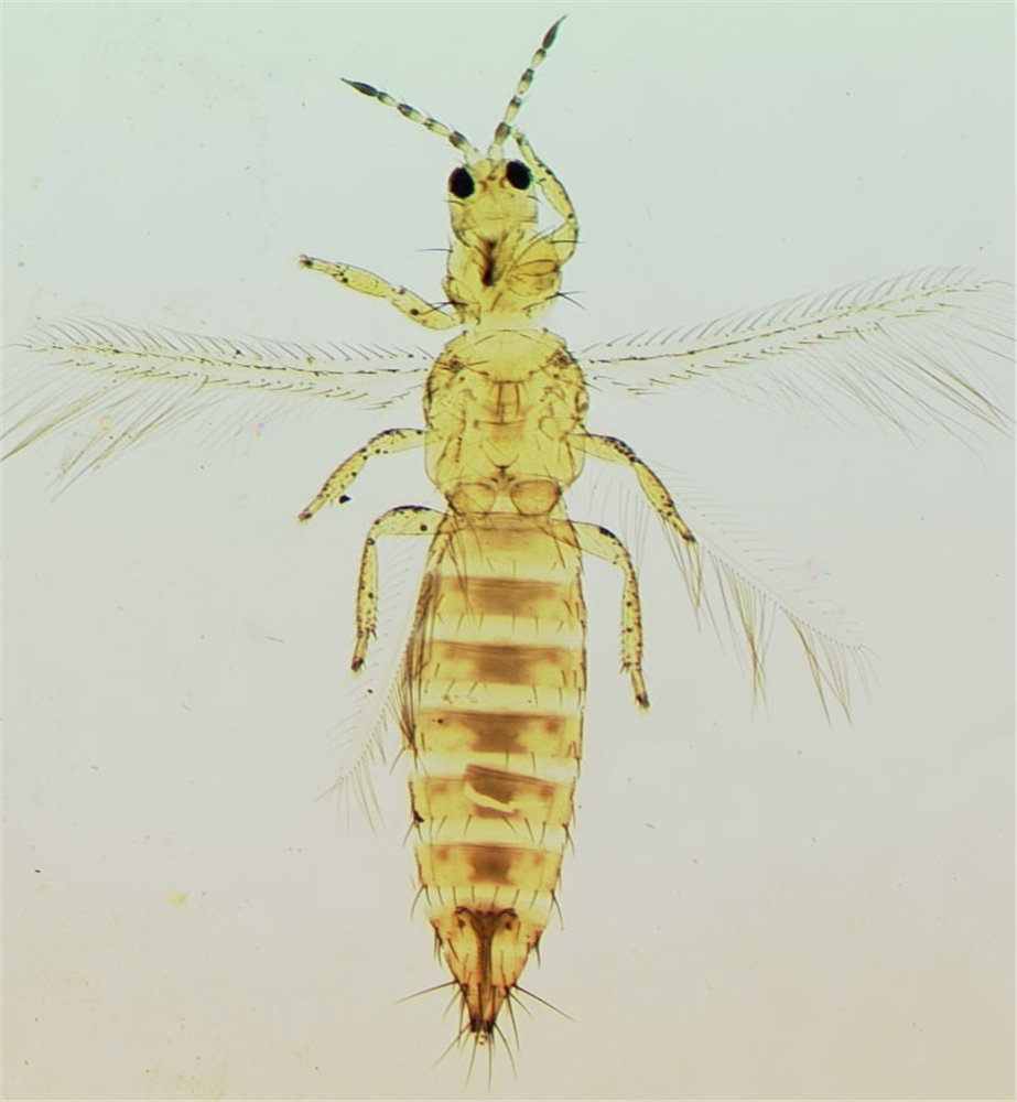  p>西花蓟马是 a target="_blank" href="/item/蓟马科/5024037" data