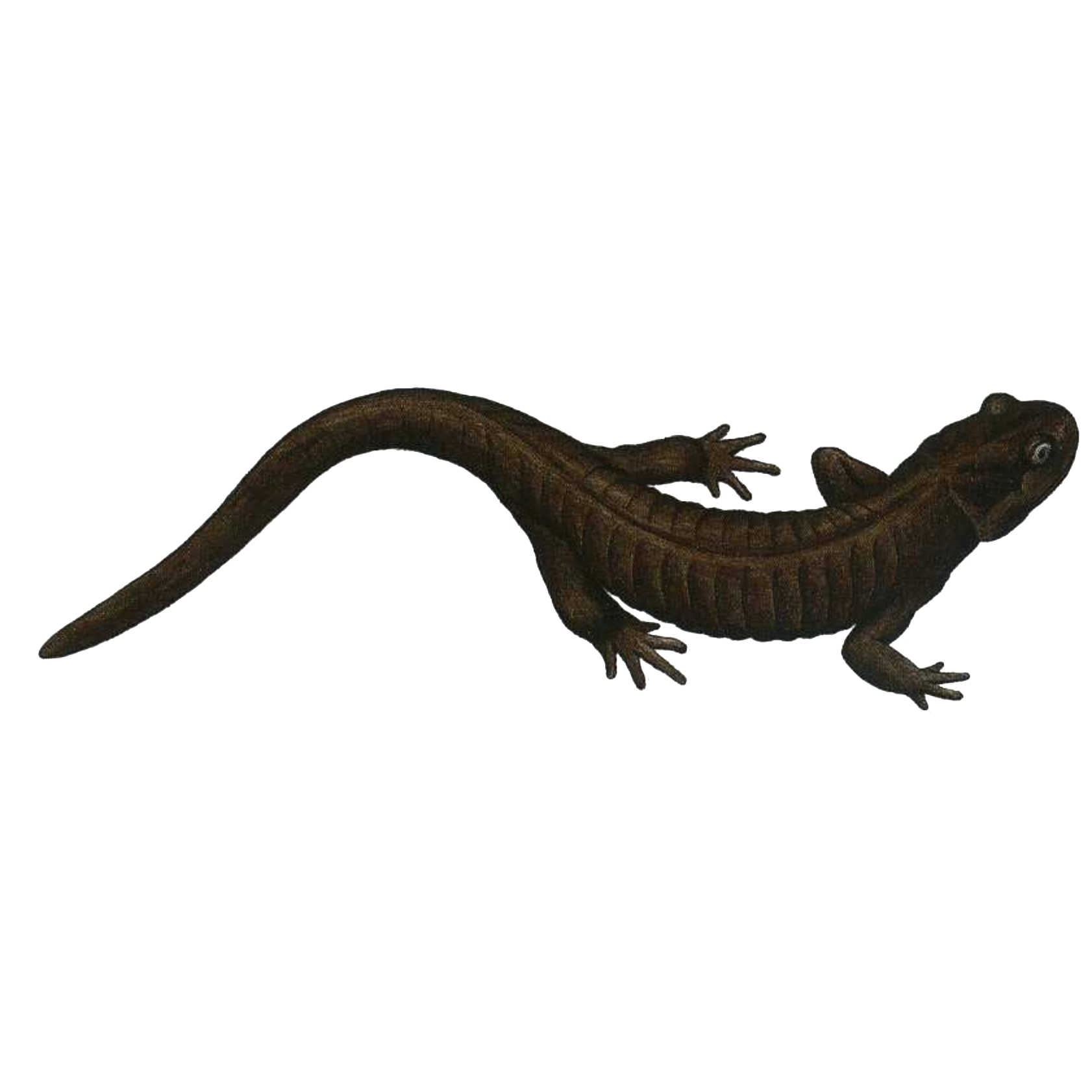  p>安吉小鲵(学名: i>hynobius amjiensis /i>)是小鲵科,小鲵属的两栖