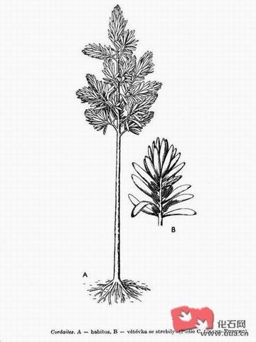  p>科达树(cordaites)是 a href="#">科达属 /a>植物的统称,已灭绝 a