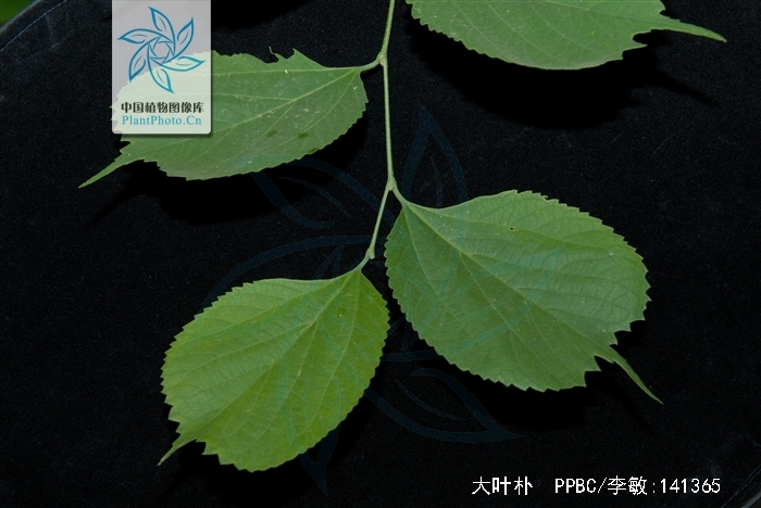  p>大叶朴(学名: i>celtis koraiensis /i> nakai)是 a>榆科 /a>朴属