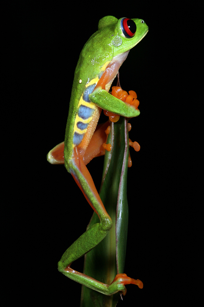 agalychnis callidryas
