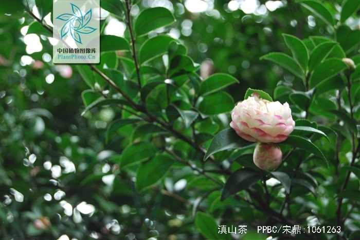  p>滇山茶(学名: i>camellia reticulata   /i>lindl.