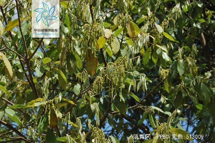  p>滇青冈,cyclobalanopsis glaucoides schotky,别名:滇椆,拟槠, a