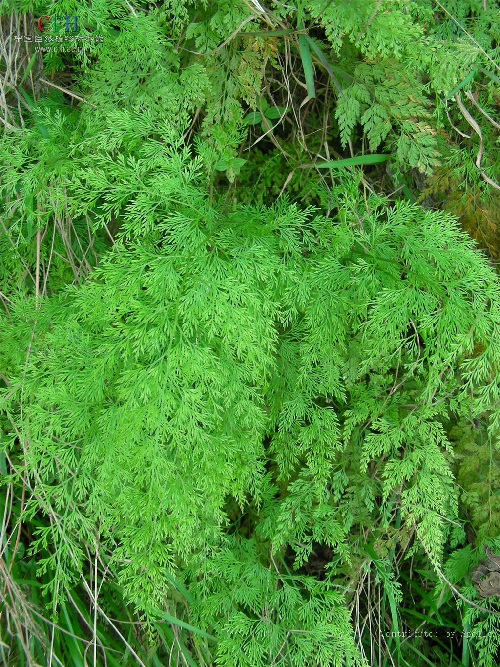  p>金粉蕨属(学名: b>onychium /b>&nbsp;kaulf.