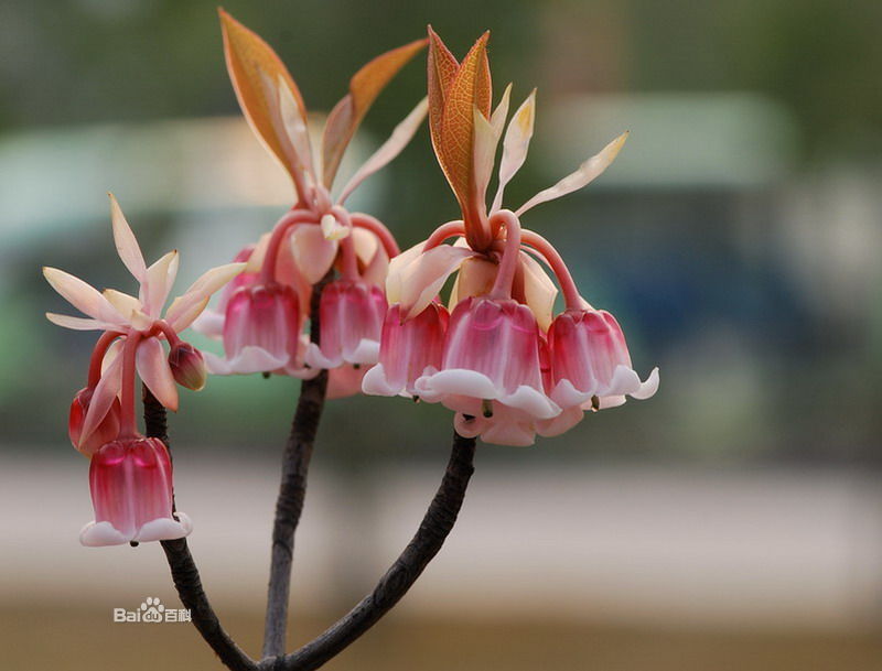  p>齿缘吊钟花(学名:enkianthus serrulatus (wils.) schneid.