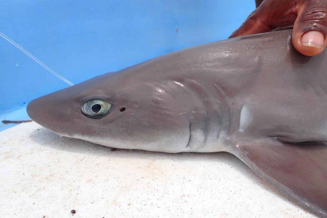  p>中村氏六鳃鲨(学名: i>hexanchus nakamurai /i>)是六鳃鲨科,六鳃