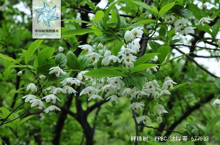  p>秤锤树(学名: i>sinojackia xylocarpa hu /i>)是安息香科,秤锤树