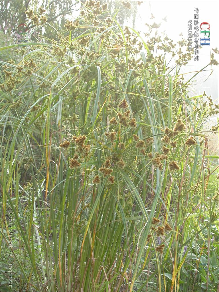 别名: a target="_blank" href="/item/球穗扁莎草/10682761" data