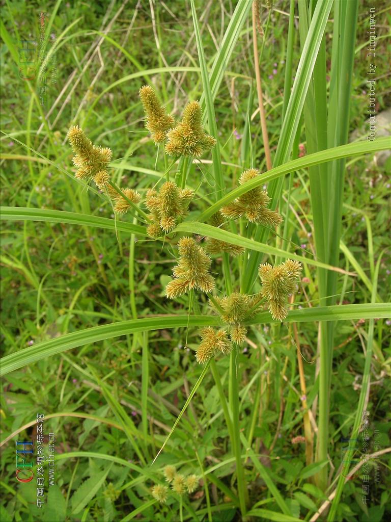 别名: a target="_blank" href="/item/球穗扁莎草/10682761" data