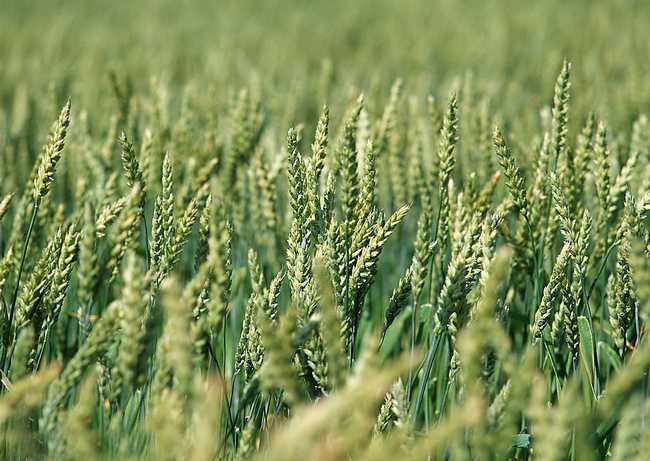 小麦