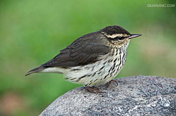  p>鸣禽为雀形目鸟类,种类繁多,包括83科.
