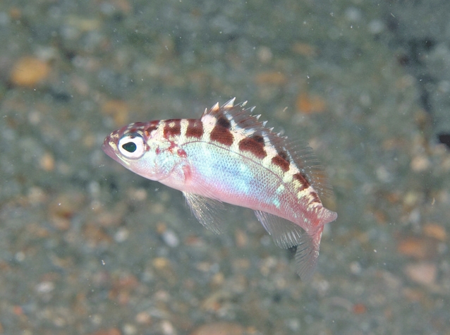  p>垩鮨(学名: i>serranus tortugarum /i>)