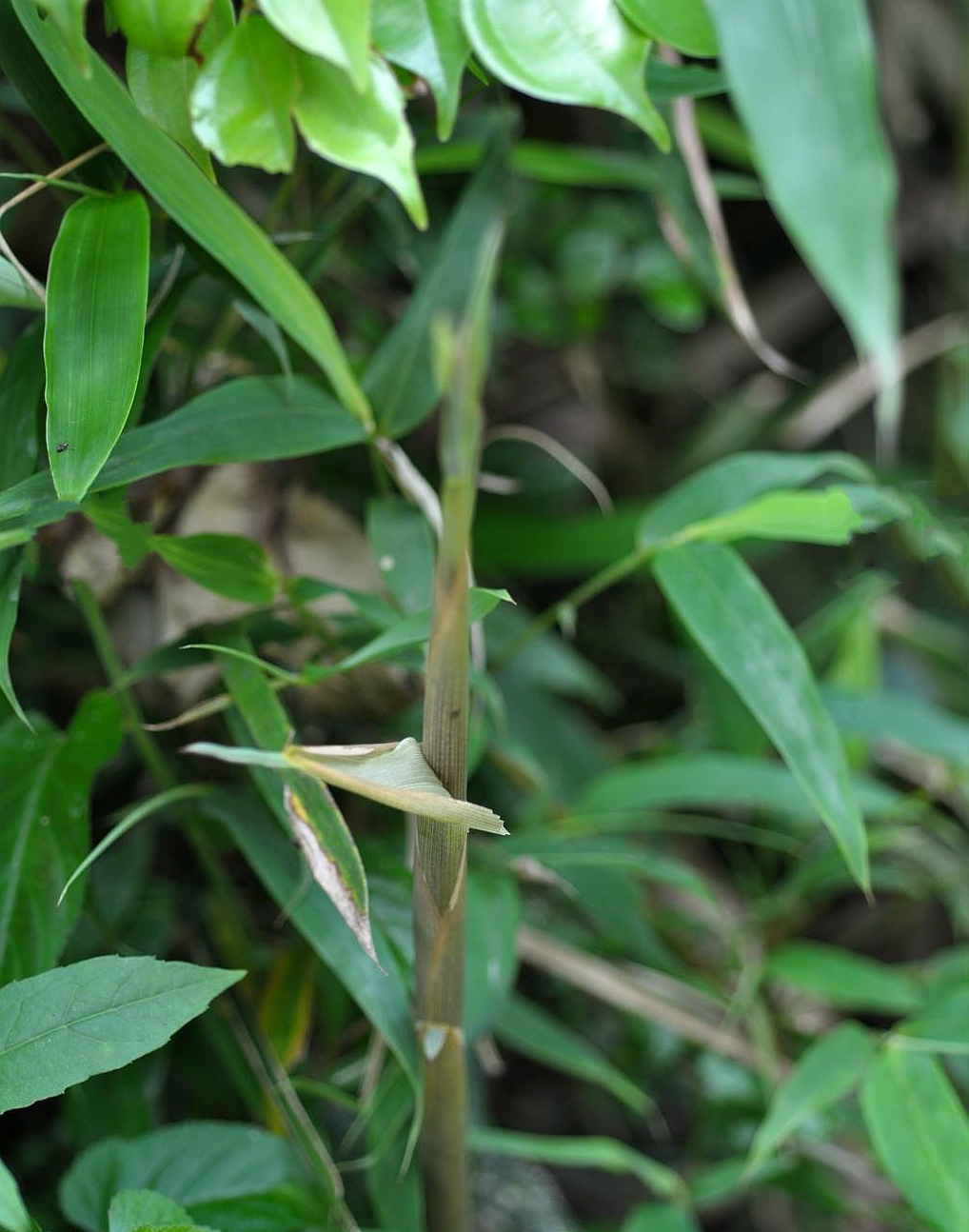 phyllostachys var. arcana