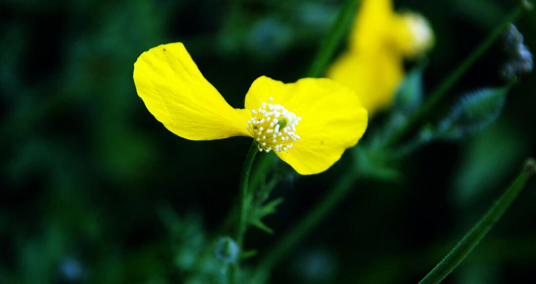  p>秃疮花属(学名:dicranostigma hook. f. et thoms.