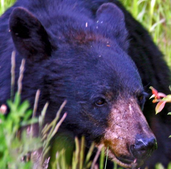  p>美洲黑熊(学名: i>ursus americanus /i>):属大型熊类,体型硕大