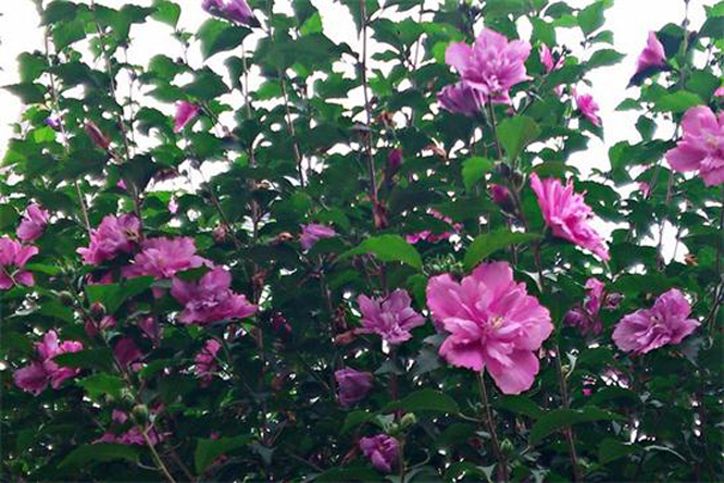 玫瑰木槿