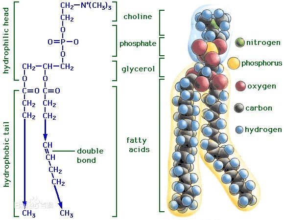  p>磷脂(phospholipid),也称磷脂类,磷脂质,是指含有磷酸的脂类,属于 