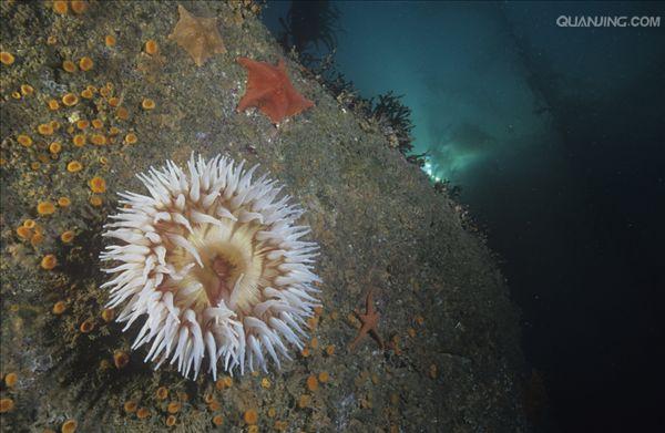  p>刺胞动物门(cnidaria)又称刺细胞动物门,过去称为 a href="#" data