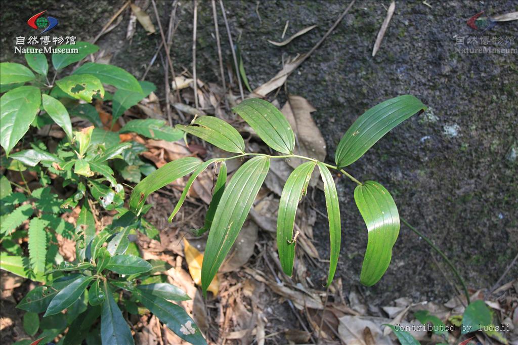  p>黄精属(学名: i>polygonatum /i> mill.