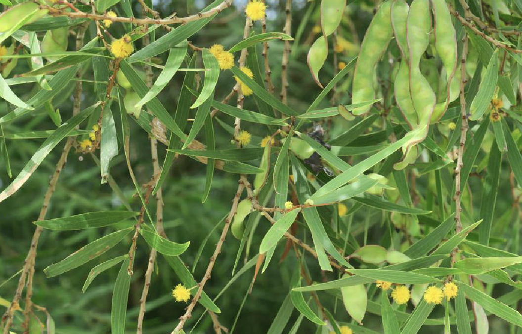  p>台湾相思(学名: i>acacia confusa  /i>merr.)是豆科金合欢属植物.