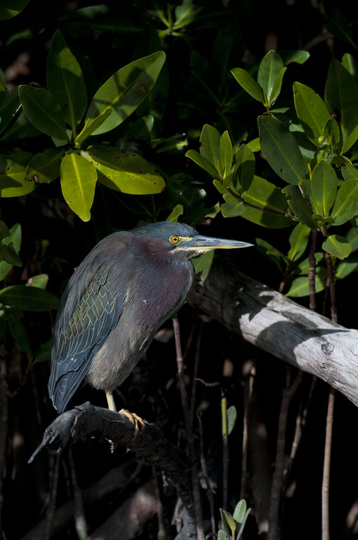  p>美洲绿鹭(学名: i>butorides virescens /i>)共有5个亚种.