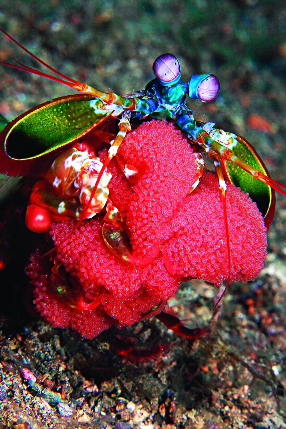  p>雀尾螳螂虾(学名: i>odontodactylus scyllarus /i>):是软甲纲,齿