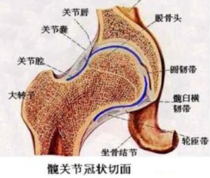 组织和包膜,定向,定量,定速的进入病变的股骨头,最终在股骨组织内形成
