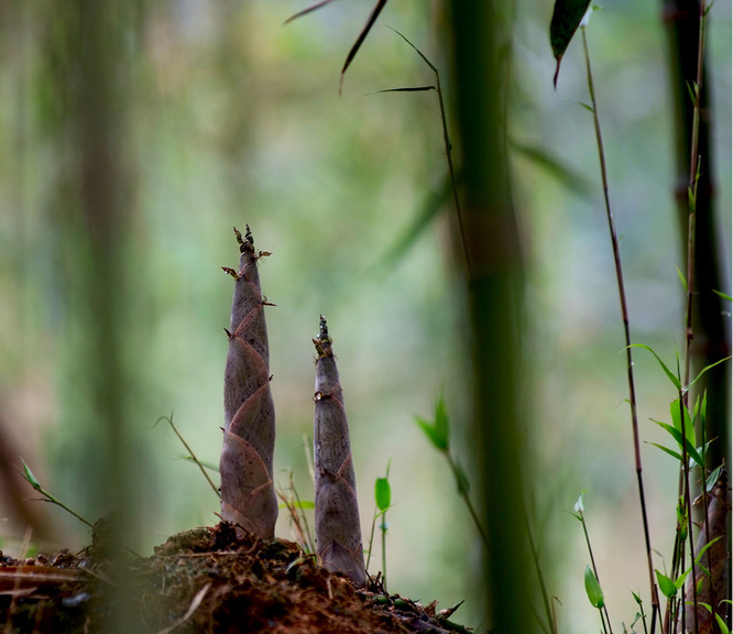  p>春笋,食用部分为初生,嫩肥,短壮的芽或鞭.