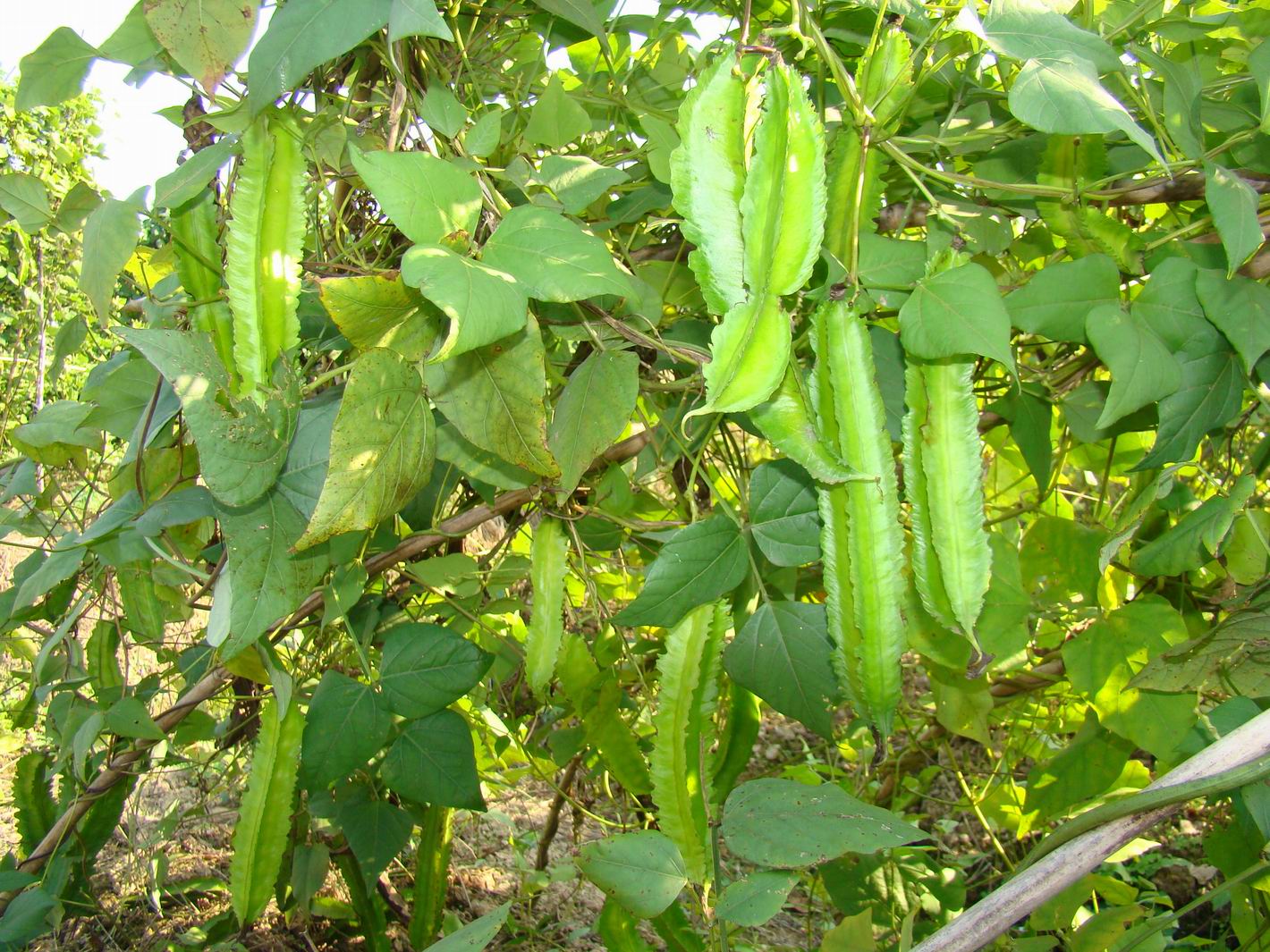 一年生或多年生攀援 a href="#" data-lemmaid="541696">草本 /a>植物