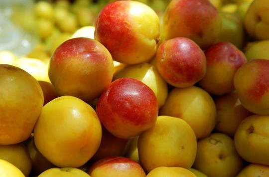 阿克西米西杏子