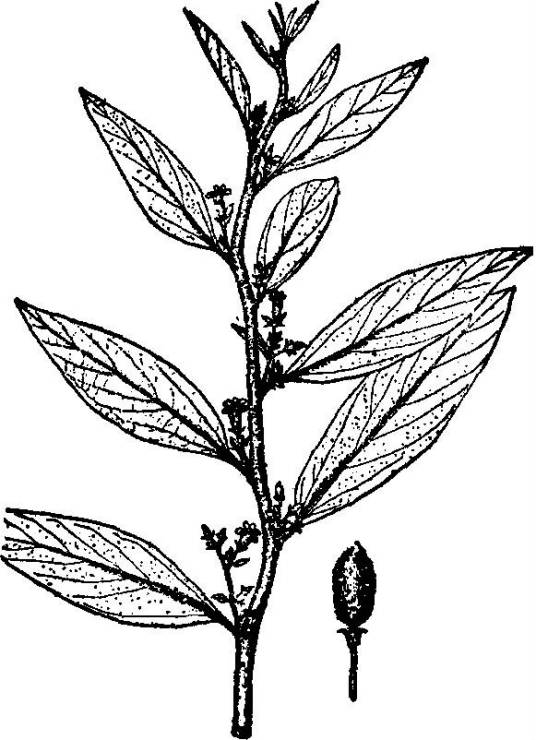 剑叶山芝麻_百度百科