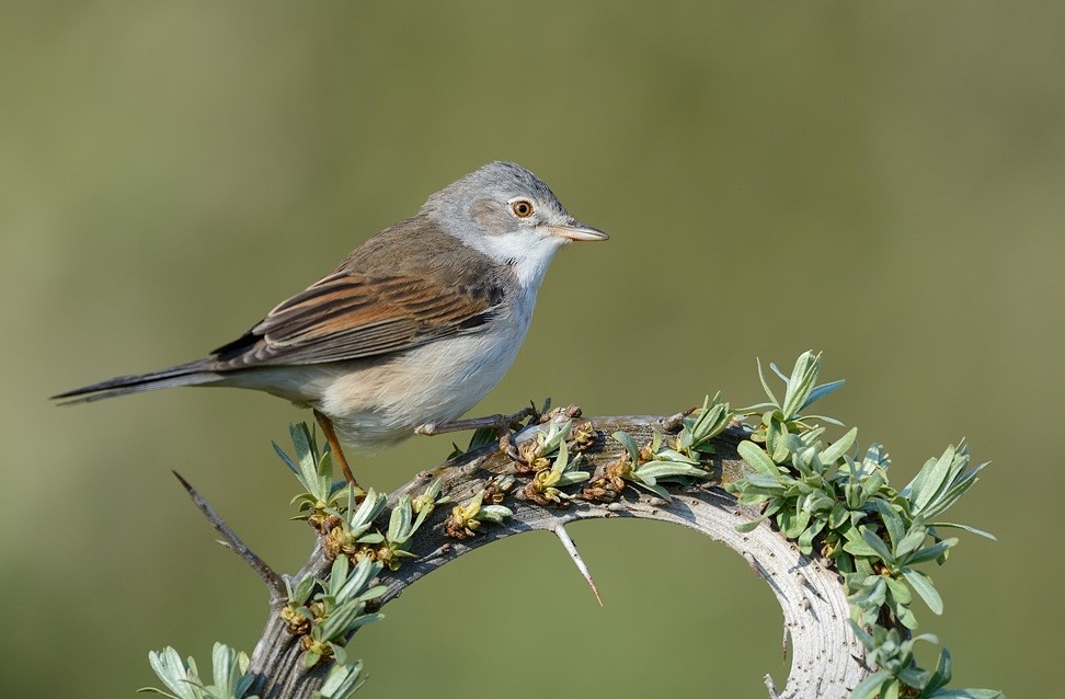 greater whitethroat