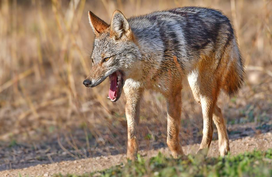  p>非洲狼(学名: i>canis lupaster /i>):是哺乳纲,犬科的物种.