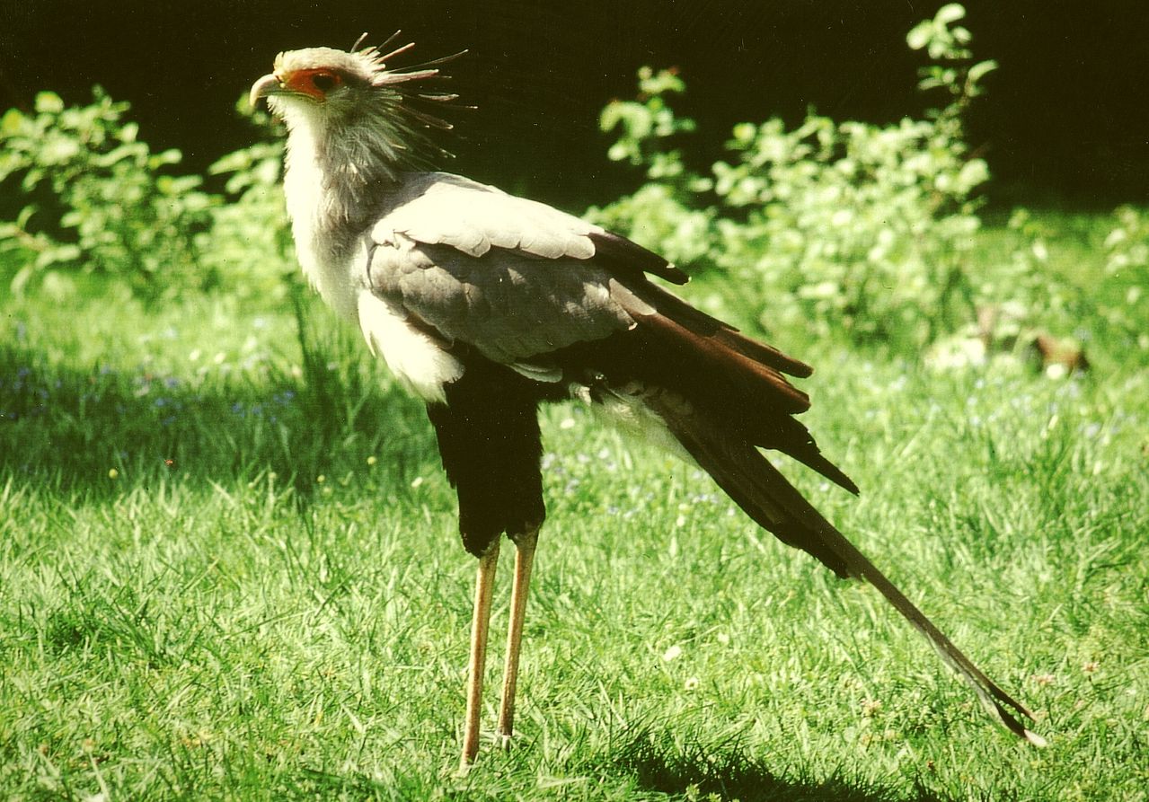 secretary bird