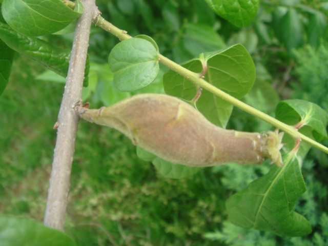  p>云南苏铁(拉丁学名: i>cycas siamensis  /i>miq.