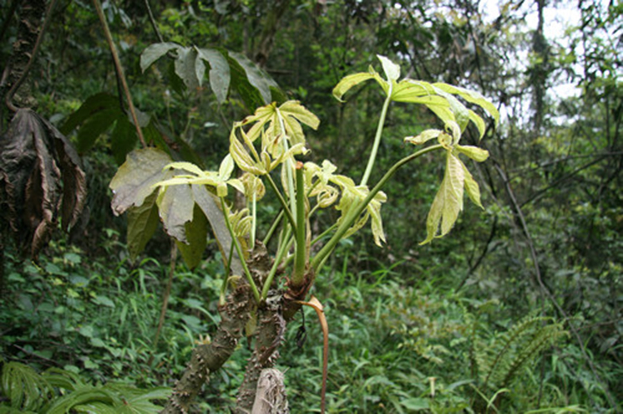 euaraliopsis hispida