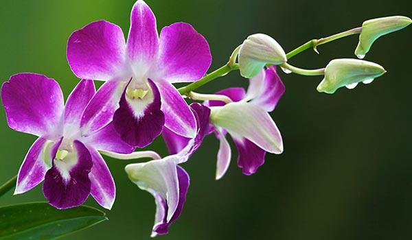  p>泰国兰花(商品名泰兰)是 a href="#" data-lemmaid="6108011">热带