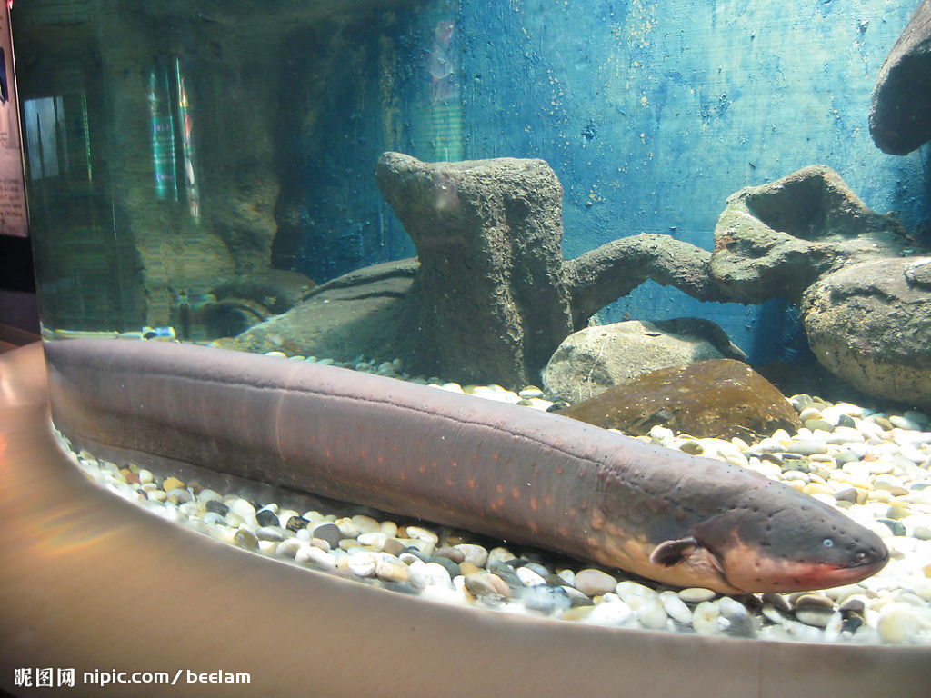  p>电鳗属于裸背电鳗科的鳗形南美鱼类,拉丁学名为electrophorus