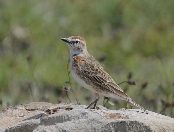  p>红顶短趾百灵(学名: i>calandrella cinerea /i>)是百灵科,短趾