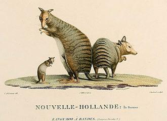  p>纹兔袋鼠(lagostrophus fasciatus),又名条纹兔 a href="#" data