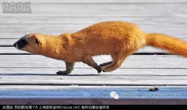  p>黄仙是指民间的黄鼠狼,又称黄皮子,很擅长从农户偷鸡,但自身又极具