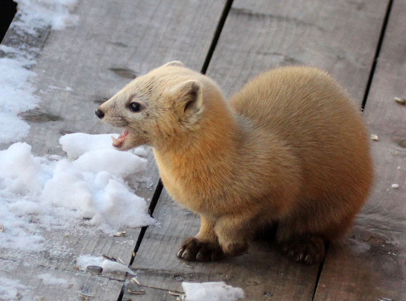  p>日本貂(学名: i>martes melampus /i>):体重500-1700克,体长470