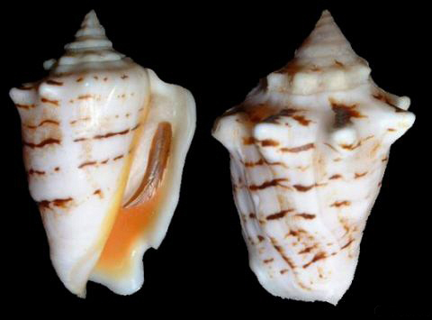 1091864" data-lemmaid="1091864">凤凰螺科 /a>,凤凰螺属的一种动物