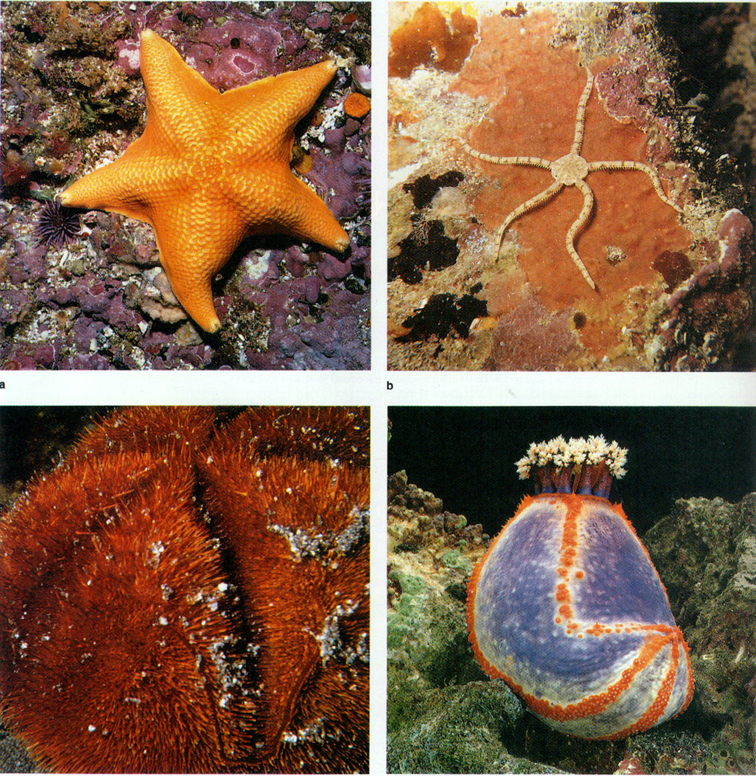  p>底栖生物(benthos)是指栖息于海洋或内陆水域底内或底表的生物,是