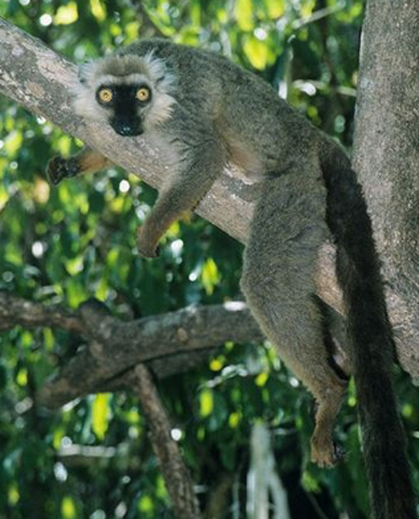  p>桑氏美狐猴(学名: i>eulemur sanfordi /i>):是一种中等体型的 a