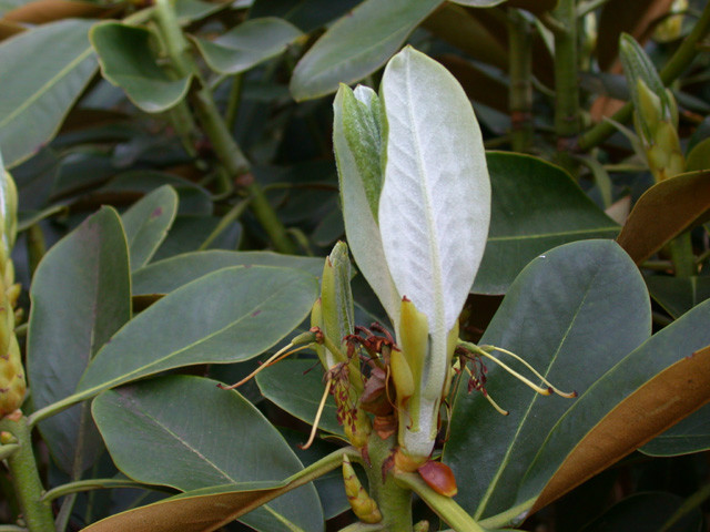  p>陇蜀杜鹃(学名: i>rhododendron przewalskii /i> maxim.