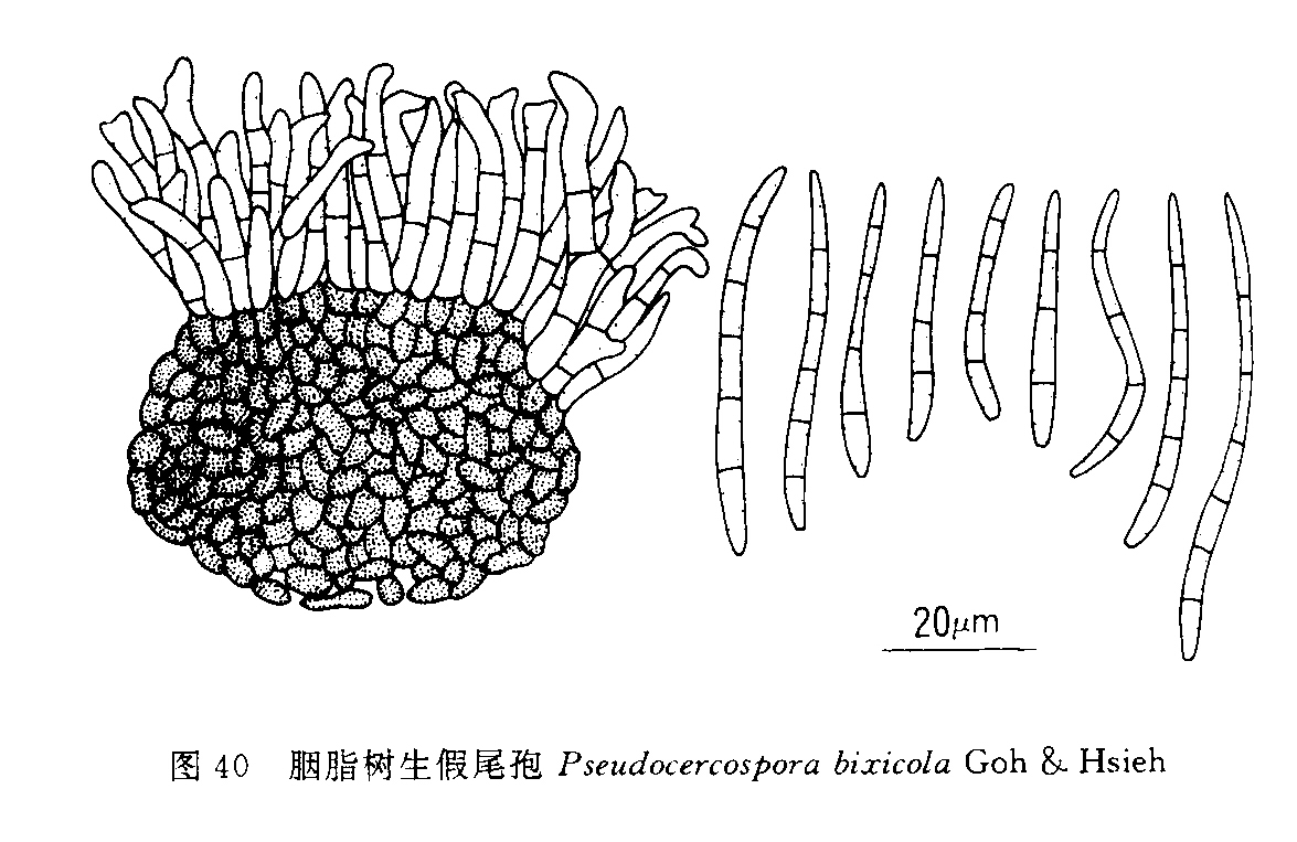  p>胭脂树生假尾孢,菌类.