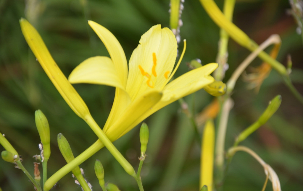  p>北黄花菜 i>(学名:hemerocallis lilioasphodelus  /i>linn.