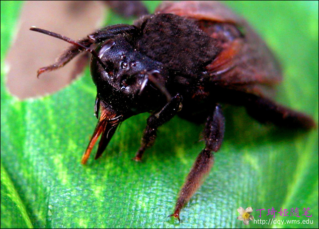 noi olmi,1995)是 a target="_blank" href="/item/螯蜂科/2612477"