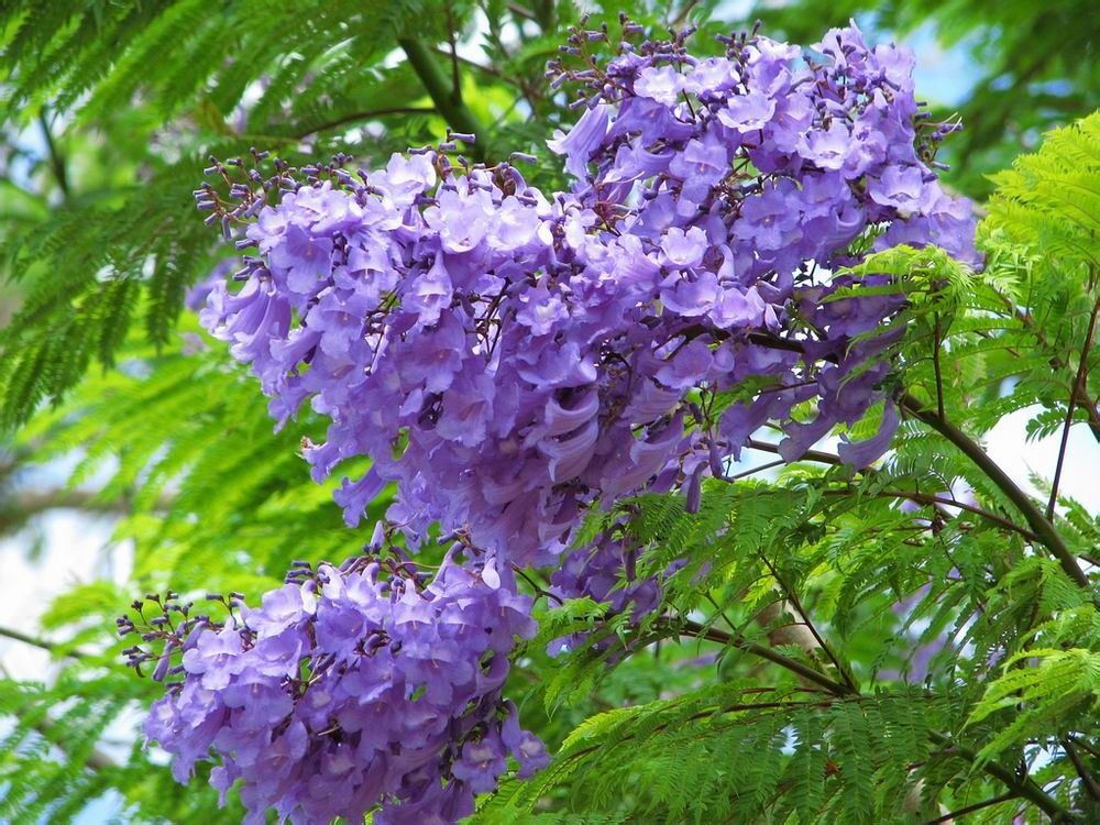  p>蓝花楹属(学名: i>jacaranda juss.